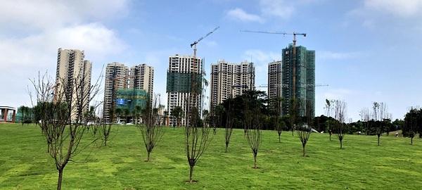 苍海公园桃花岛增种桃花树