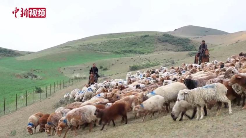 新疆吉木萨尔：15万余头牲畜有序转入夏牧场