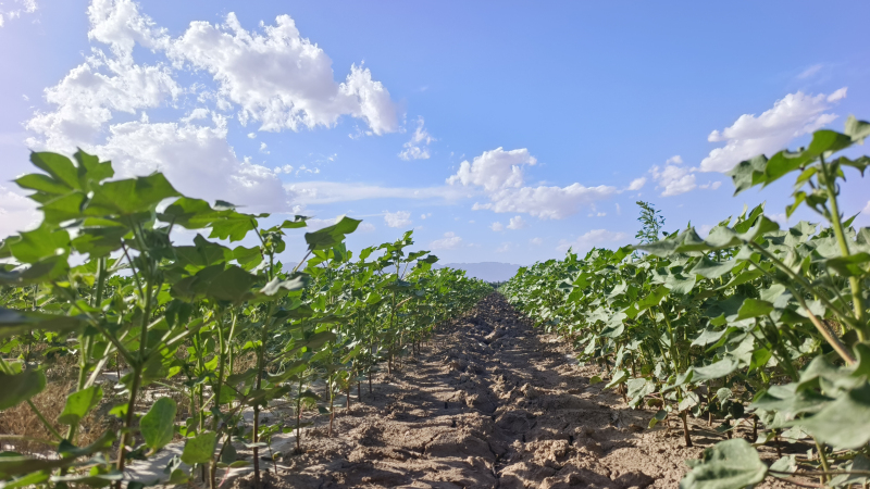新疆喀什地区巴楚县120万亩棉花进入田管关键期