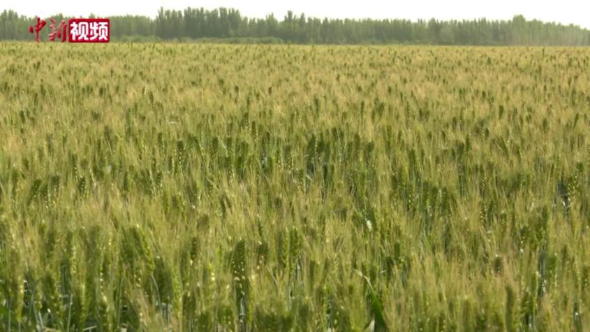 新疆喀什400余万亩冬小麦丰收在即