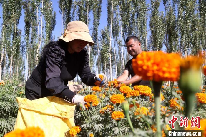 新疆喀什地区莎车县7.6万亩万寿菊进入采摘期