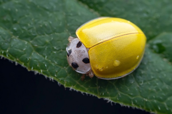 砚山：微观镜头下素菌瓢虫的一生