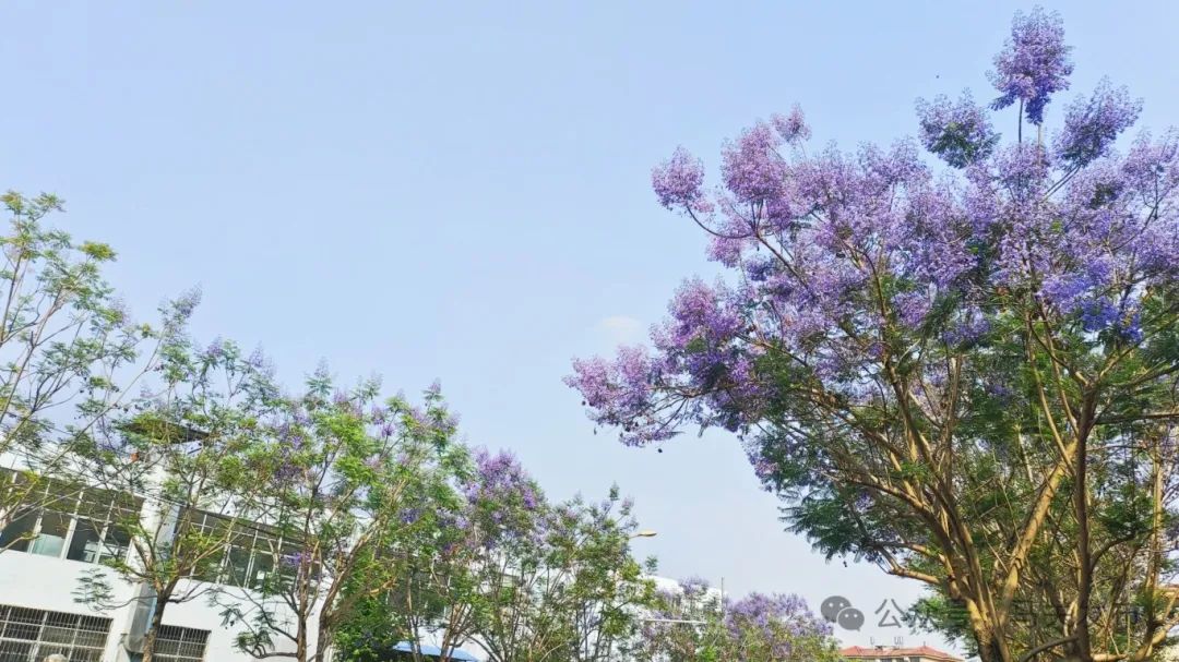 有一种叫云南的生活·畅享文山丨看满树蓝花楹盛放 品马关优雅浪漫