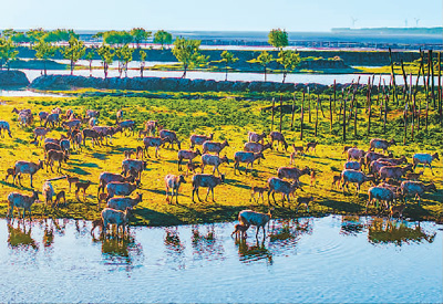 在江苏省盐城市大丰区黄海湿地野鹿荡，成群麋鹿正在嬉戏、觅食。张连华摄（人民图片）