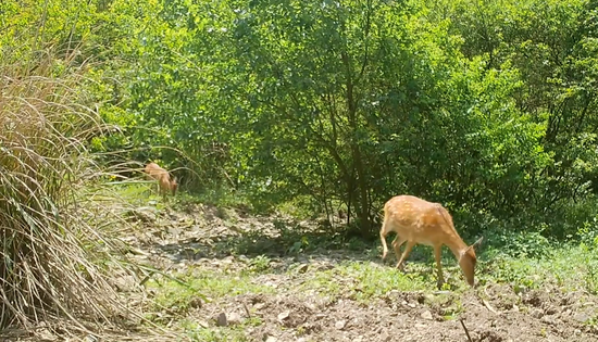 九江红外相机首次拍到六鹿同行