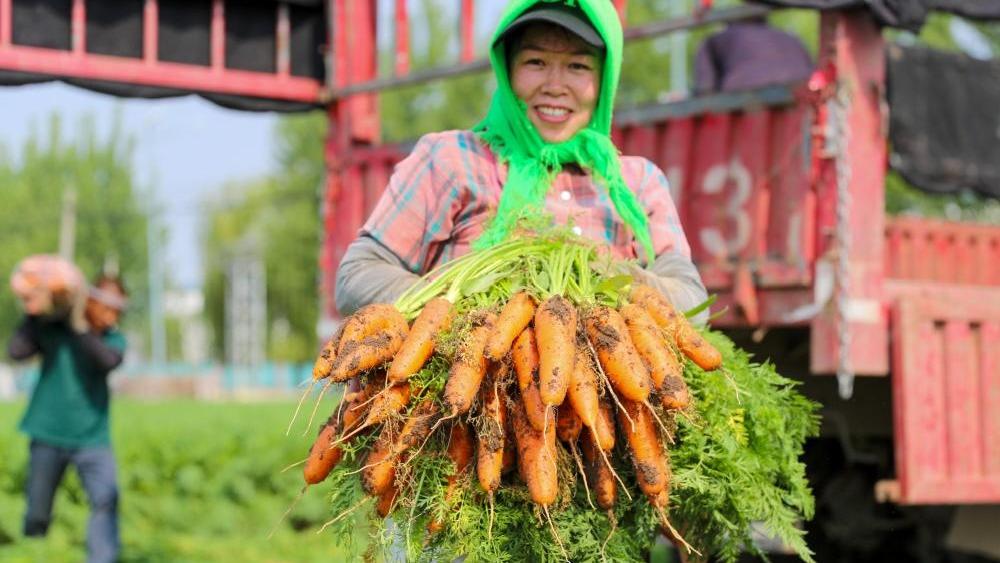 Carrots harvested in E China's Shandong