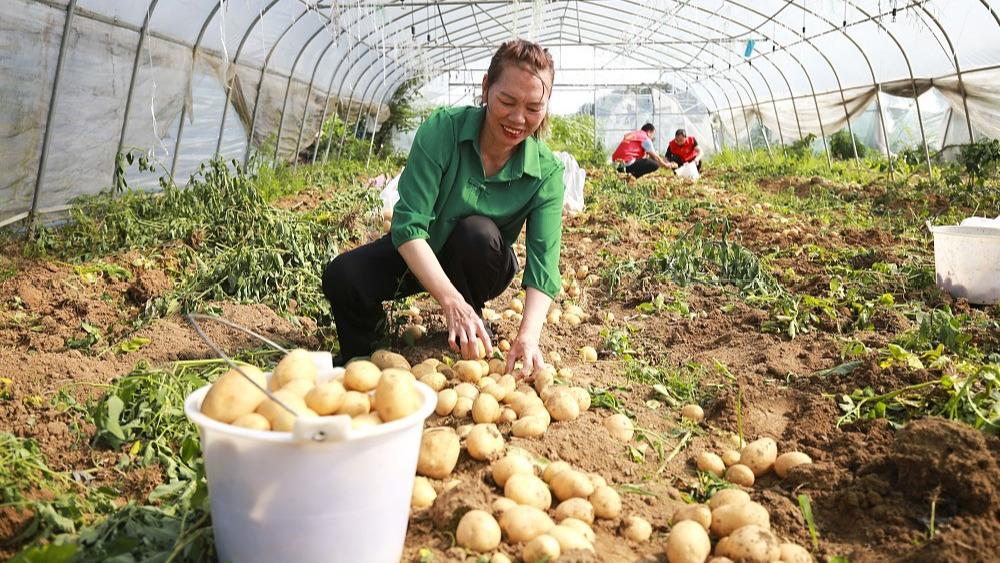 Potato harvest in SW China