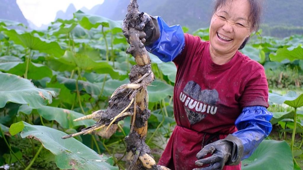 Farmers enjoy bumper harvest of lotus roots