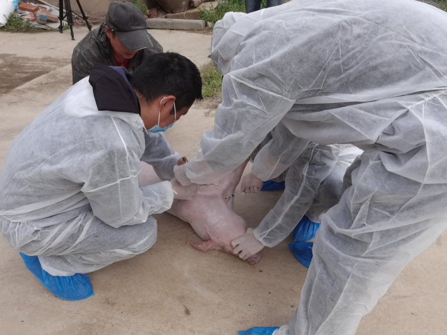 镇江市动物疫病预防控制中心开展非洲猪瘟专项监测