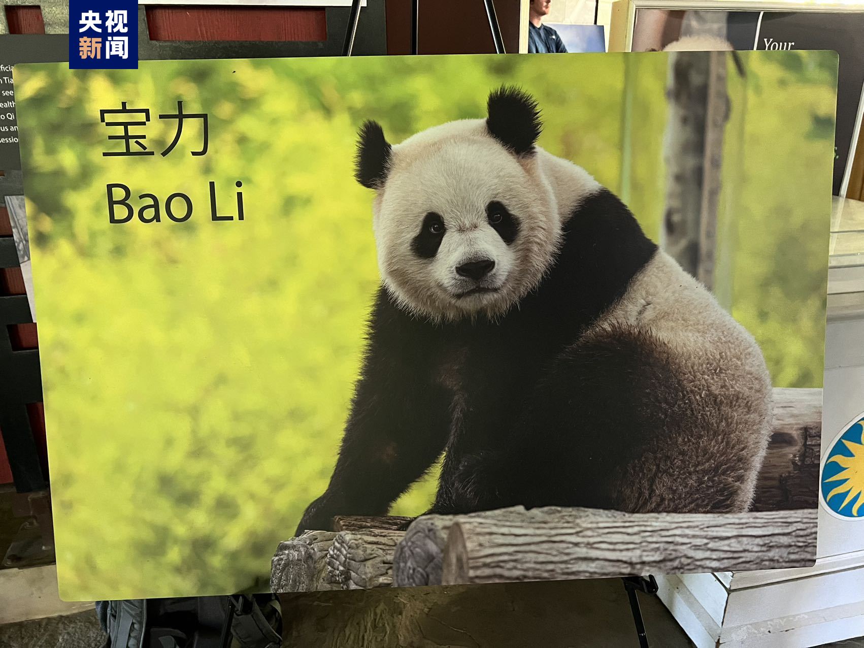 “宝力”“青宝”将赴美 中美开启新一轮大熊猫国际保护研究合作
