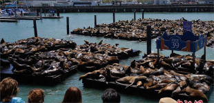 美国旧金山39号码头海狮数量激增