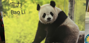 大熊猫“宝力”“青宝”将赴美 