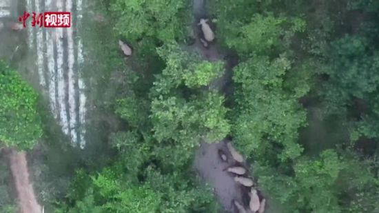 西双版纳：40余头亚洲象集体“出游戏水”
