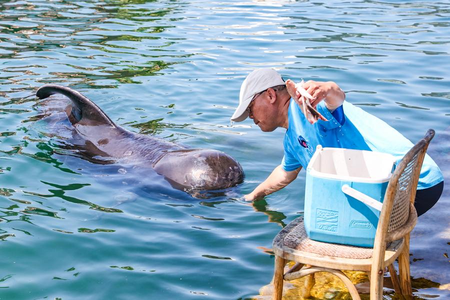 EcoChina | Rescued short-finned pilot whale recovers well in S China's Hainan