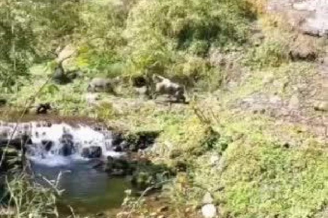 沿小溪成群奔跑 四川洪雅拍到3只羚牛