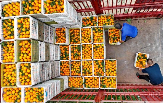 柑橘进入收获季 产业振兴正当时