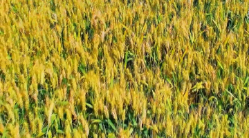 华山脚下20余万亩小麦丰收在望